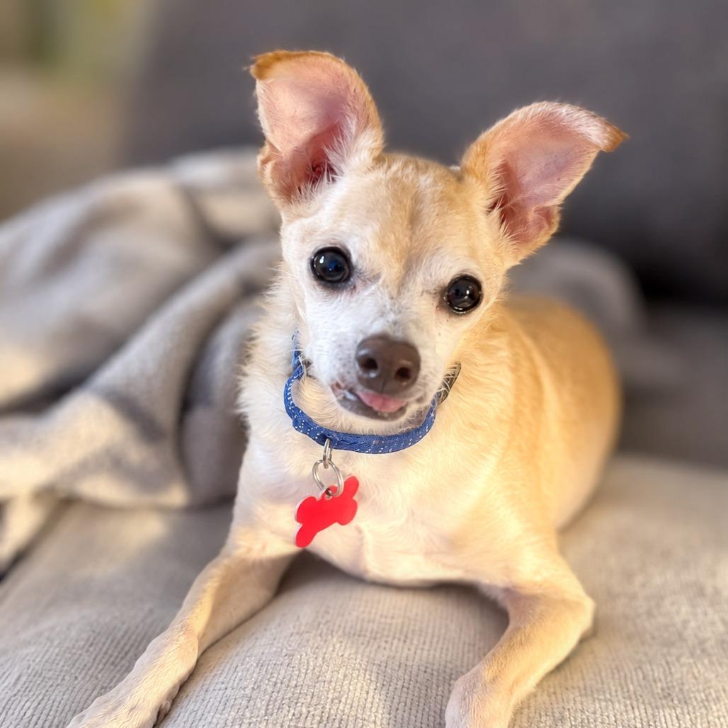 Enlarge Rue, a Adoptable Chihuahua in Boerne, TX image 2/5