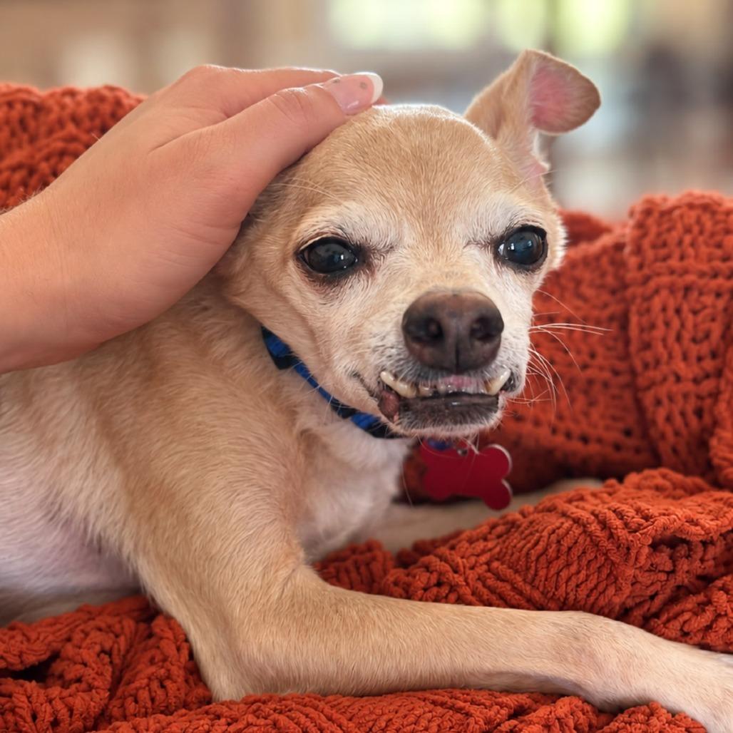 Enlarge Rue, a Adoptable Chihuahua in Boerne, TX image 3/5
