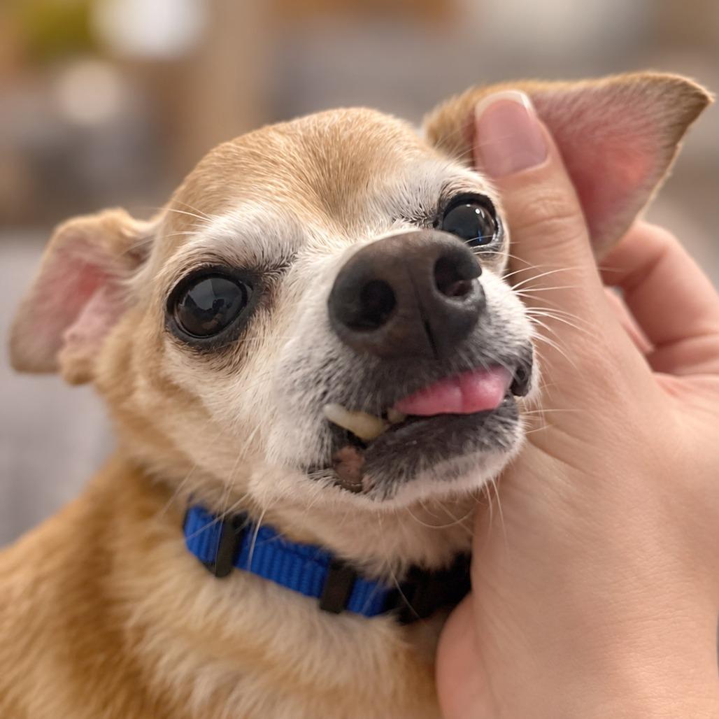 Enlarge Rue, a Adoptable Chihuahua in Boerne, TX image 4/5