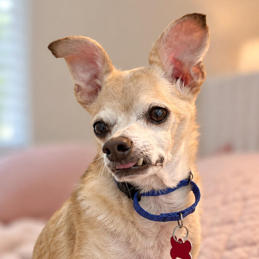 Enlarge Rue, a Adoptable Chihuahua in Boerne, TX image 5/5