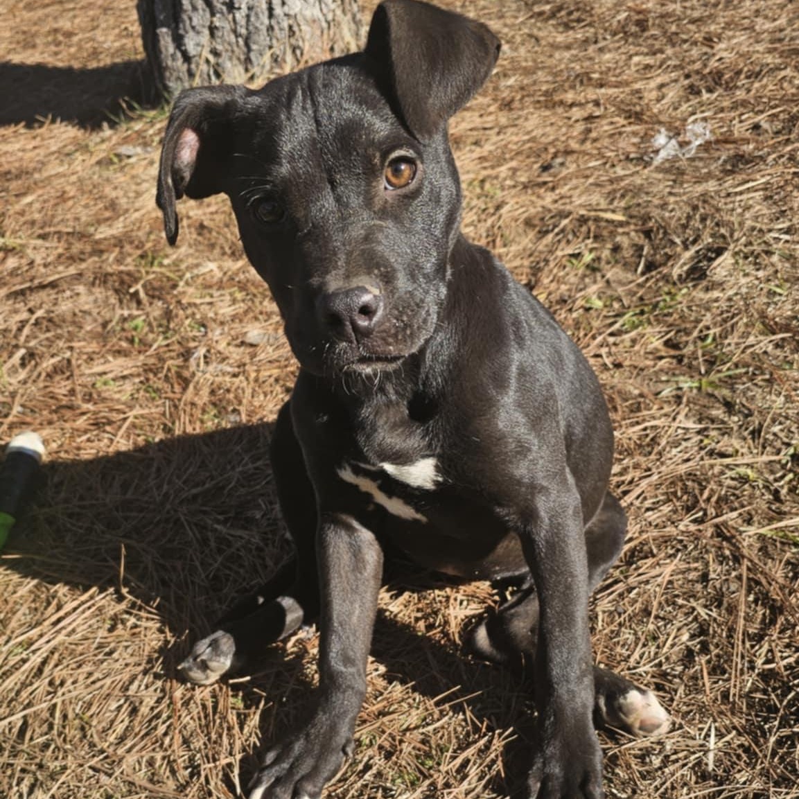 Enlarge Anita $200 adoption fee, a Adoptable mixed breed in Bloomington, IL image 4/5