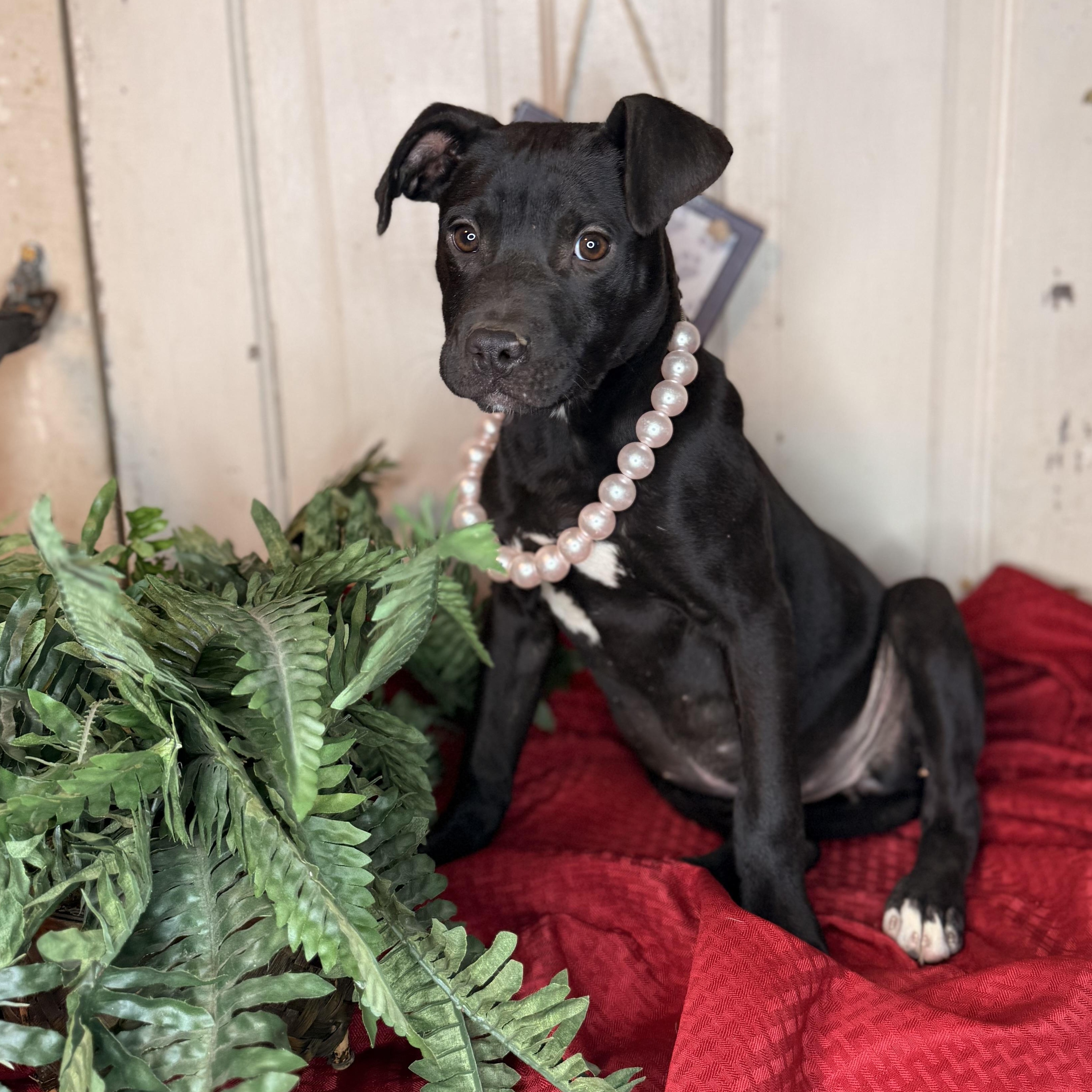 Enlarge Anita $200 adoption fee, a Adoptable mixed breed in Bloomington, IL image 1/5