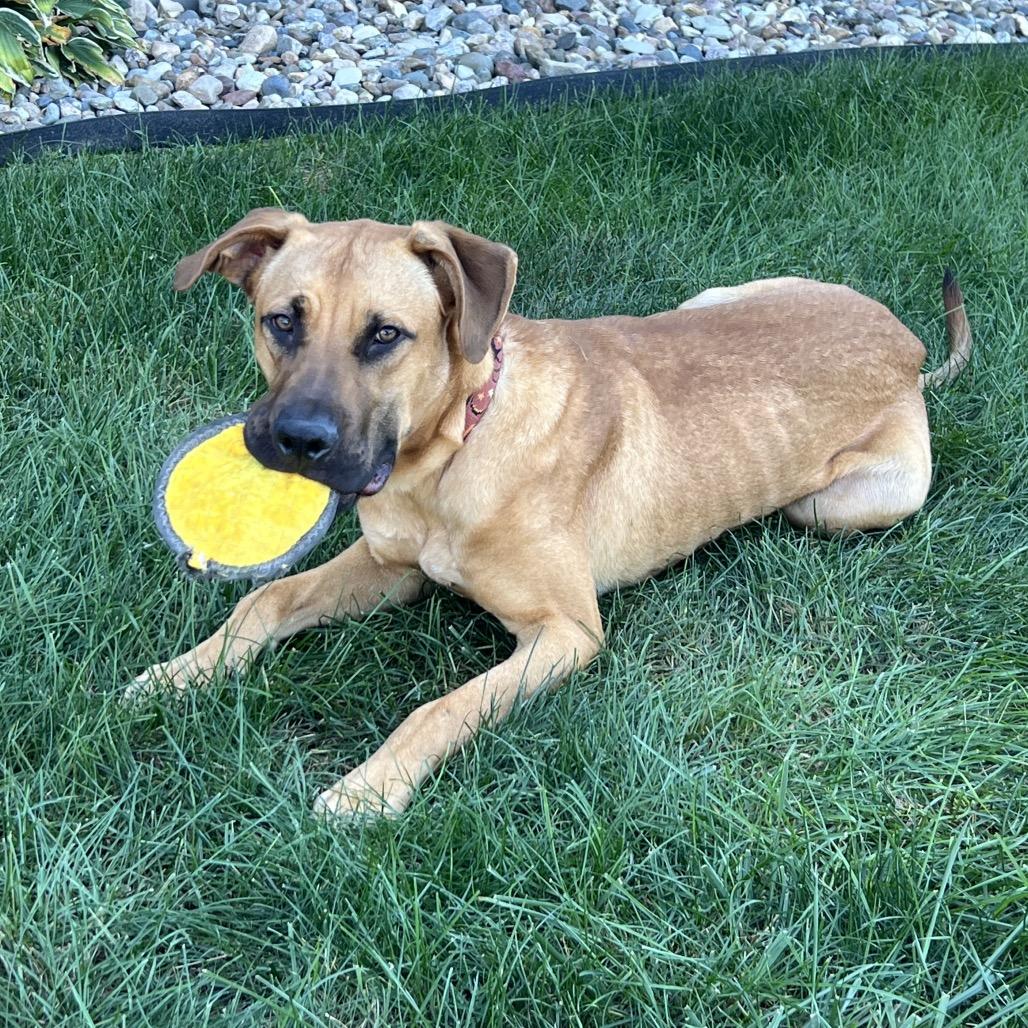 Forest 2200, Adoptable, Adult Male Black Mouth Cur.