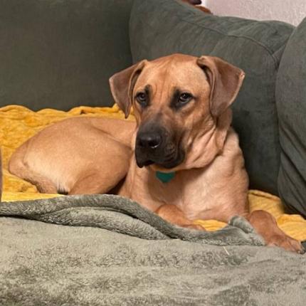 Forest 2200, Adoptable, Adult Male Black Mouth Cur.