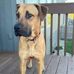 Forest 2200, Adoptable, Adult Male Black Mouth Cur.