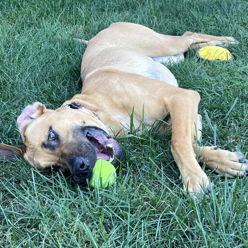 Enlarge Forest 2200, a Adoptable Black Mouth Cur in Kansas City, MO image 3/4