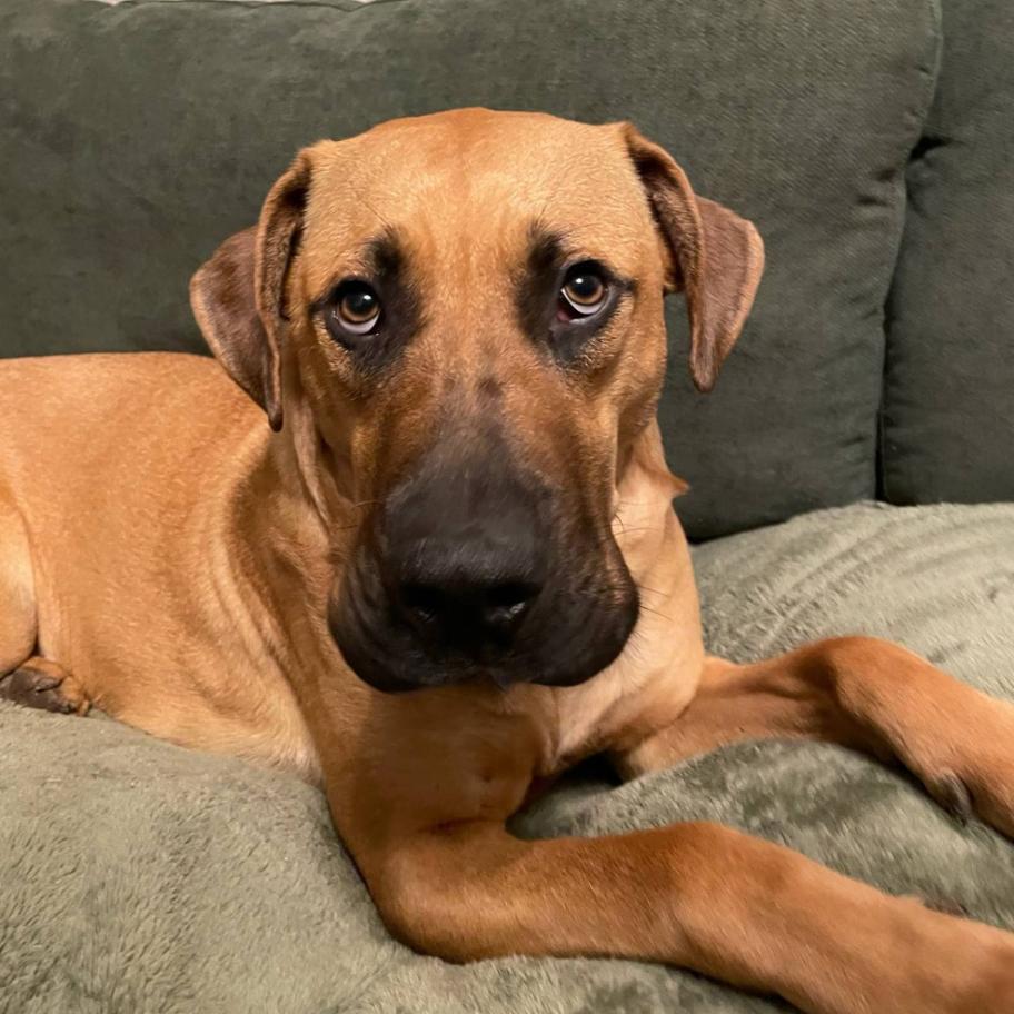 Enlarge Forest 2200, a Adoptable Black Mouth Cur in Kansas City, MO image 3/6
