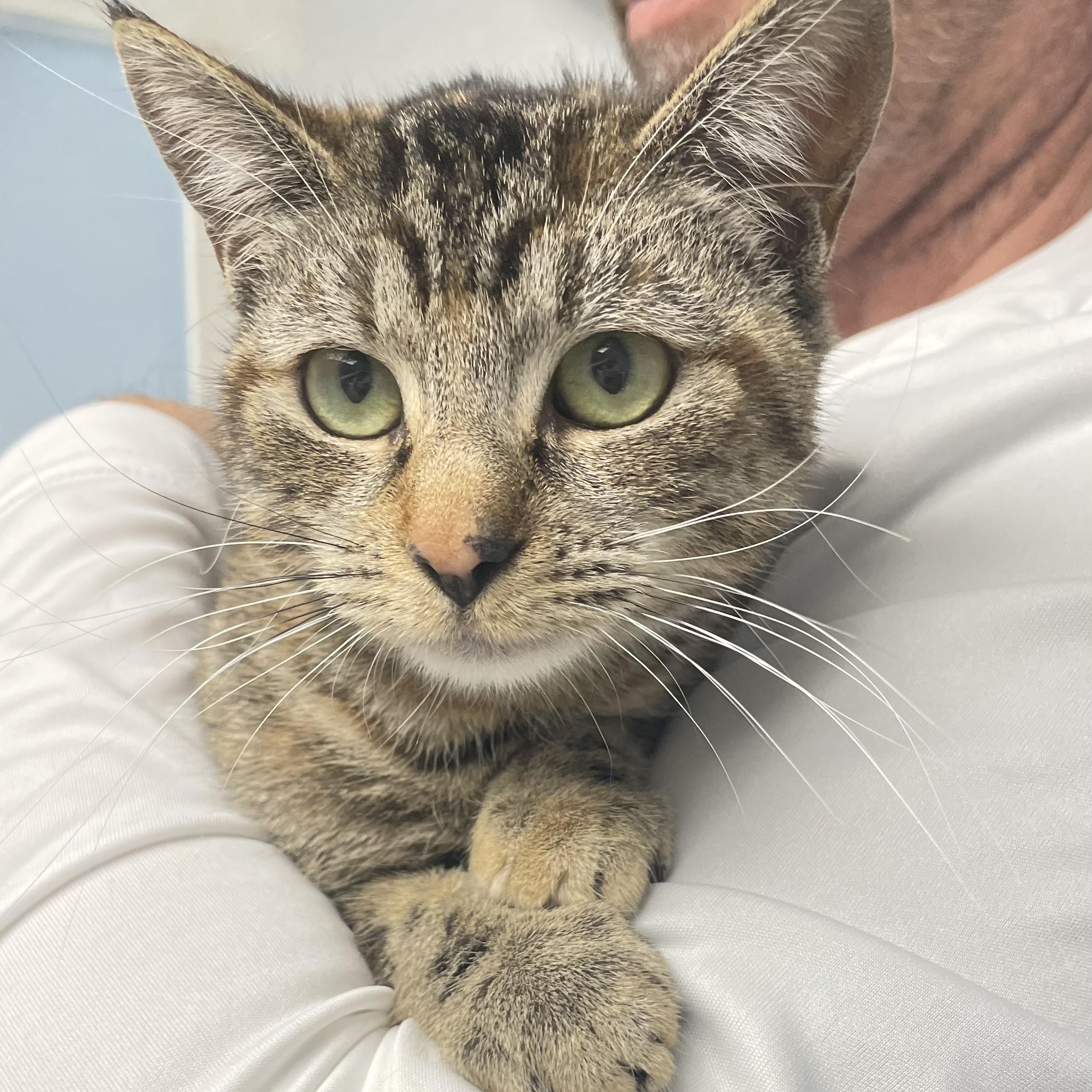 Emma, adopted, Young Female Domestic Short Hair.