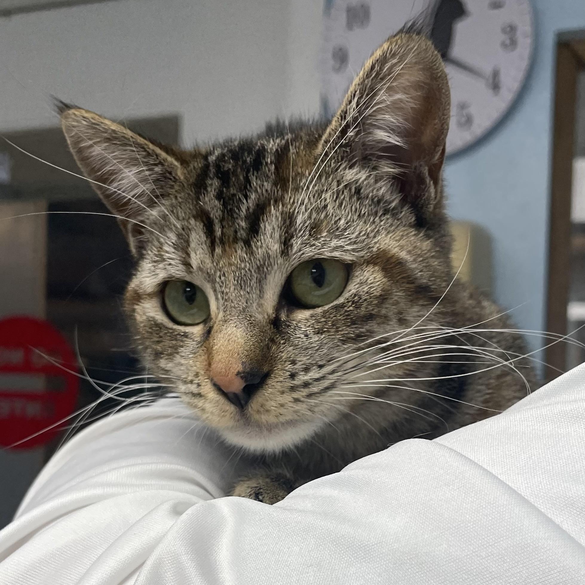 Enlarge Emma, an adopted Domestic Short Hair in Colonia, NJ image 2/4