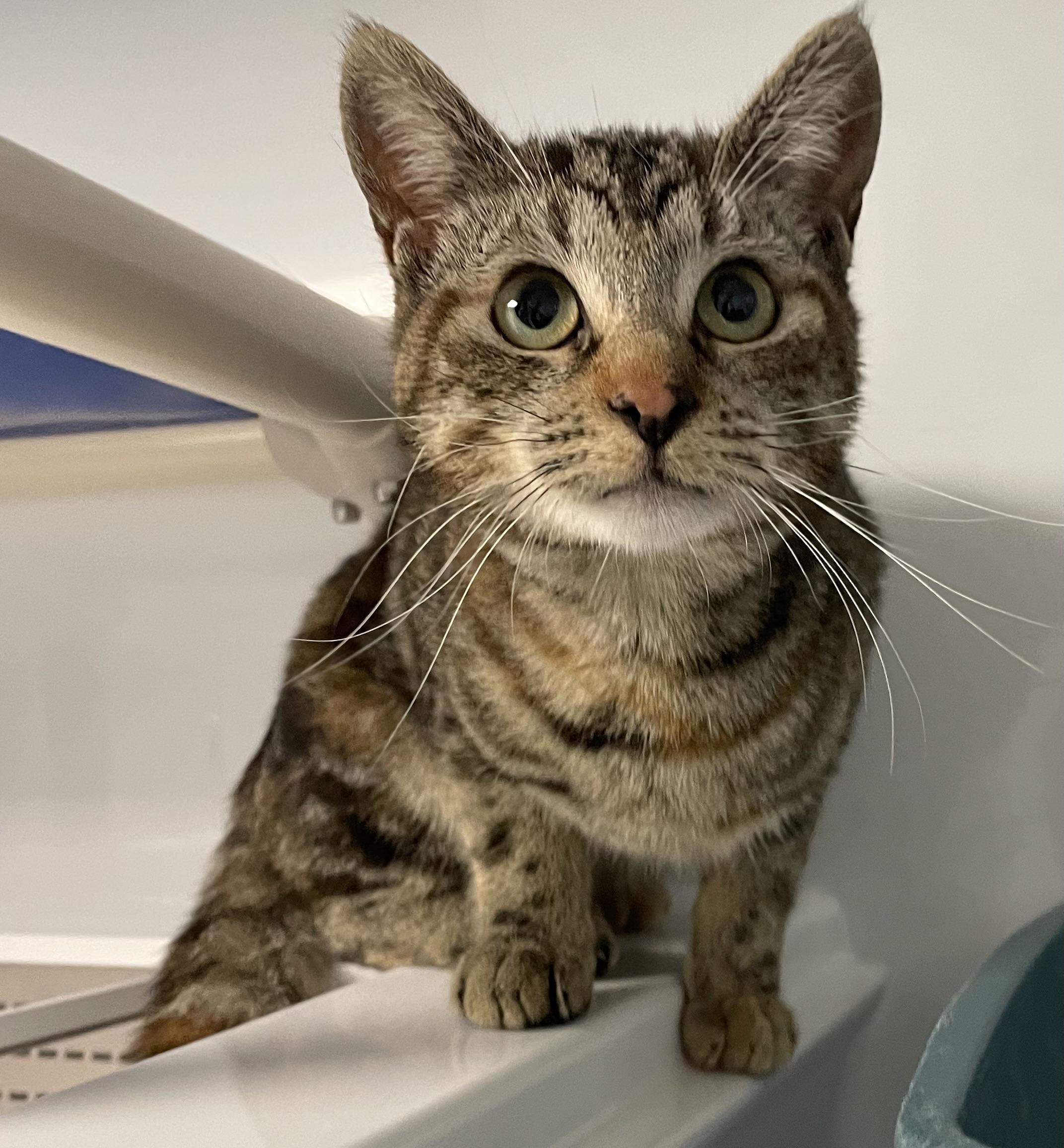 Enlarge Emma, an adopted Domestic Short Hair in Colonia, NJ image 3/4