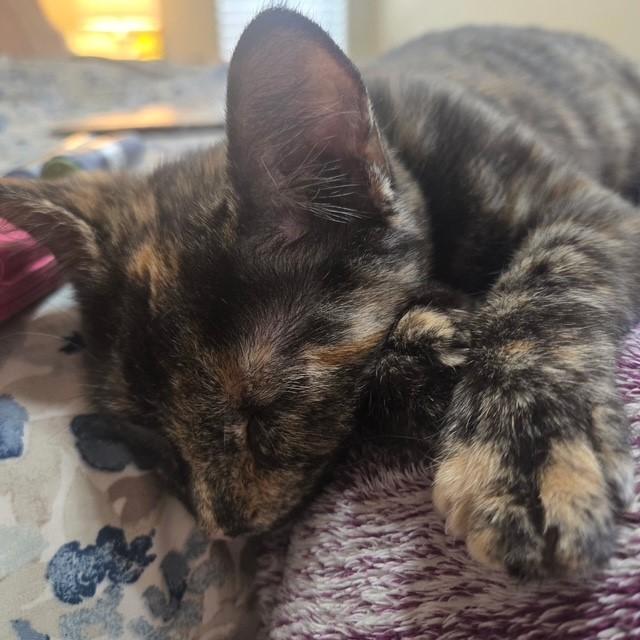 Enlarge Tori, an adopted mixed breed in Mesa, AZ image 4/6