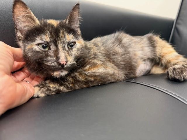 Enlarge Tori, a ADOPTABLE mixed breed in Mesa, AZ image 1/2