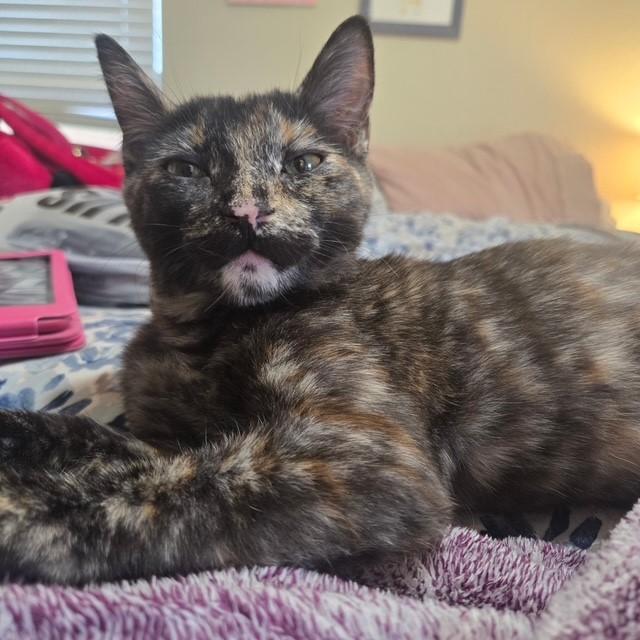 Enlarge Tori, an adopted mixed breed in Mesa, AZ image 2/6