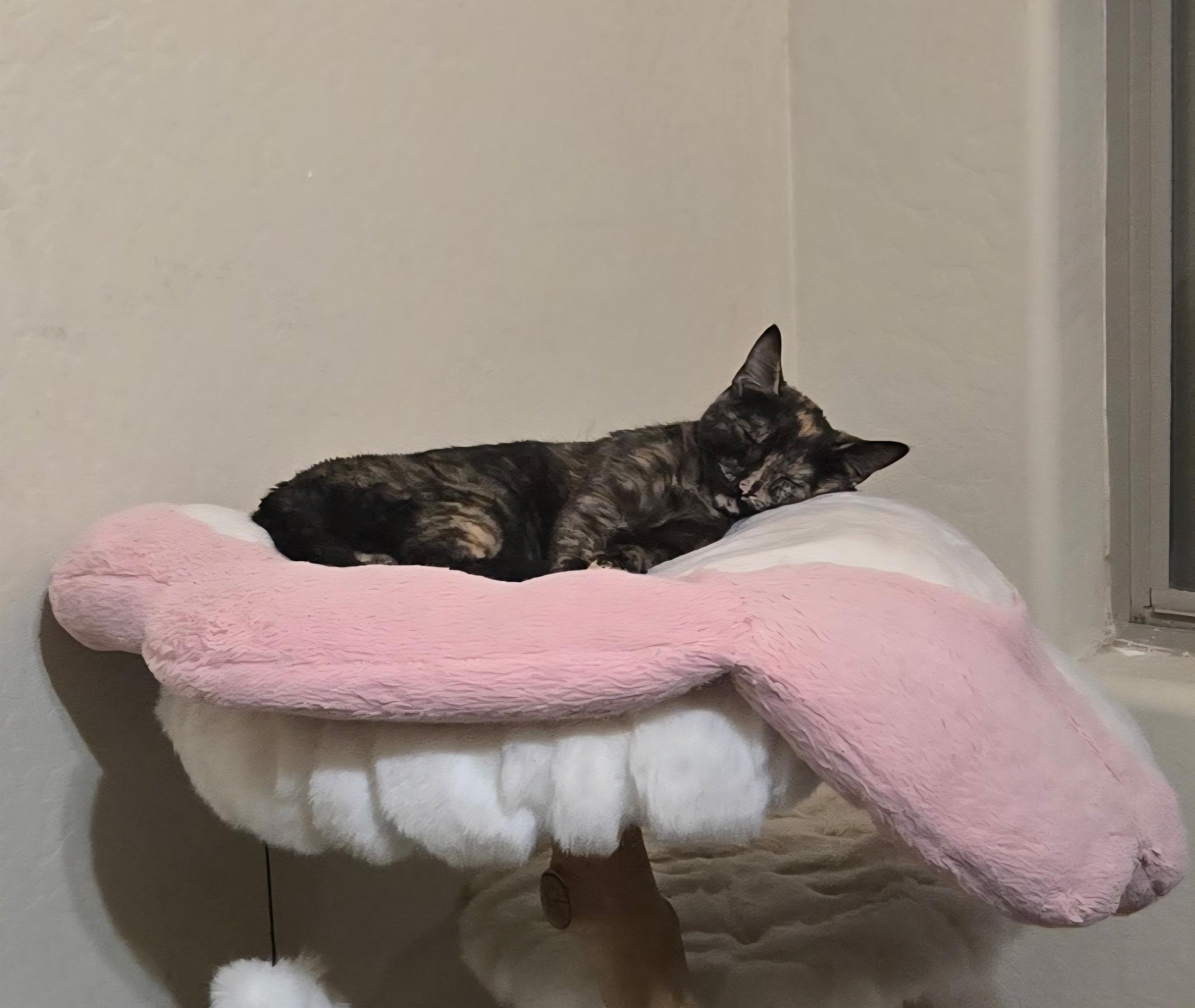 Enlarge Tori, an adopted mixed breed in Mesa, AZ image 3/6