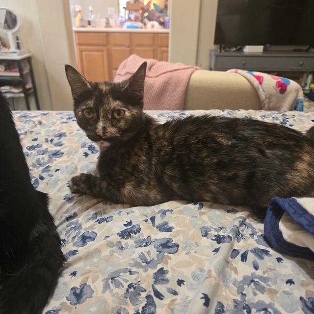 Tori, adopted, Kitten Female Domestic Short Hair.