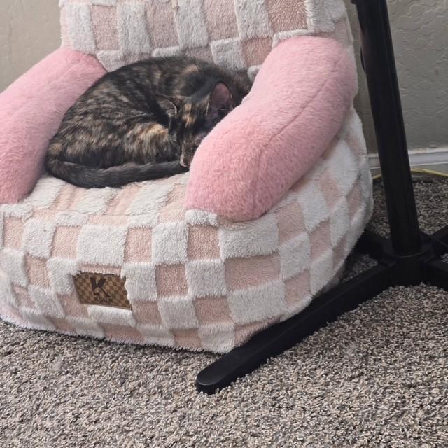 Enlarge Tori, an adopted mixed breed in Mesa, AZ image 5/6