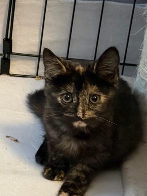 Enlarge Tori, a ADOPTABLE mixed breed in Mesa, AZ image 2/2