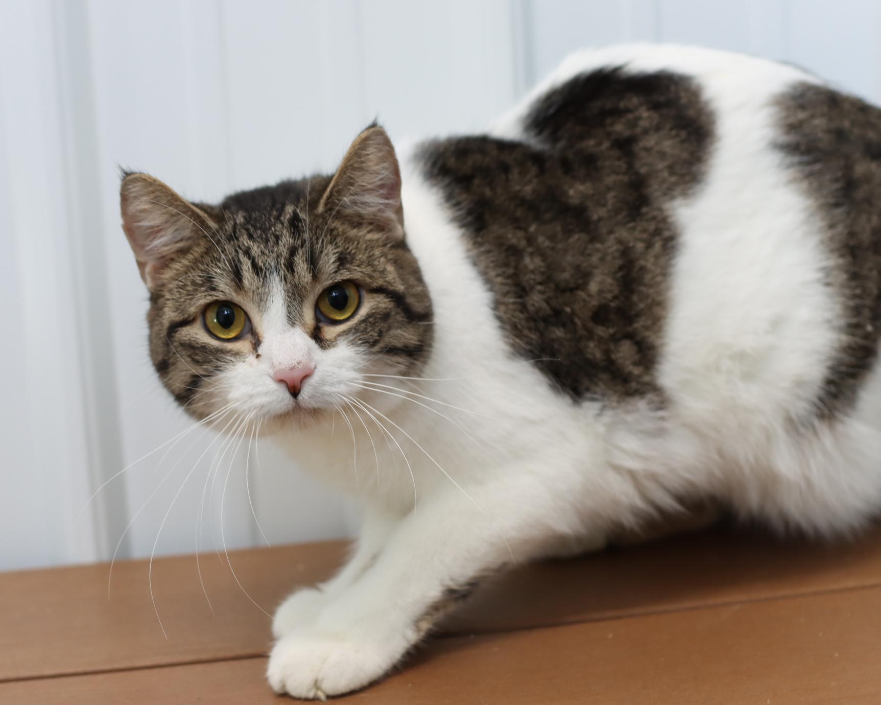 Enlarge Gravy, a Adoptable mixed breed in Lancaster, OH image 1/1