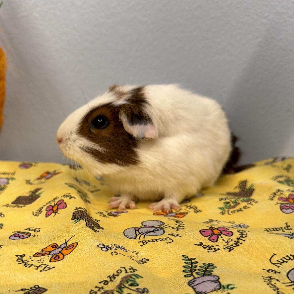 Princess, Adoptable, Baby Female Guinea Pig.