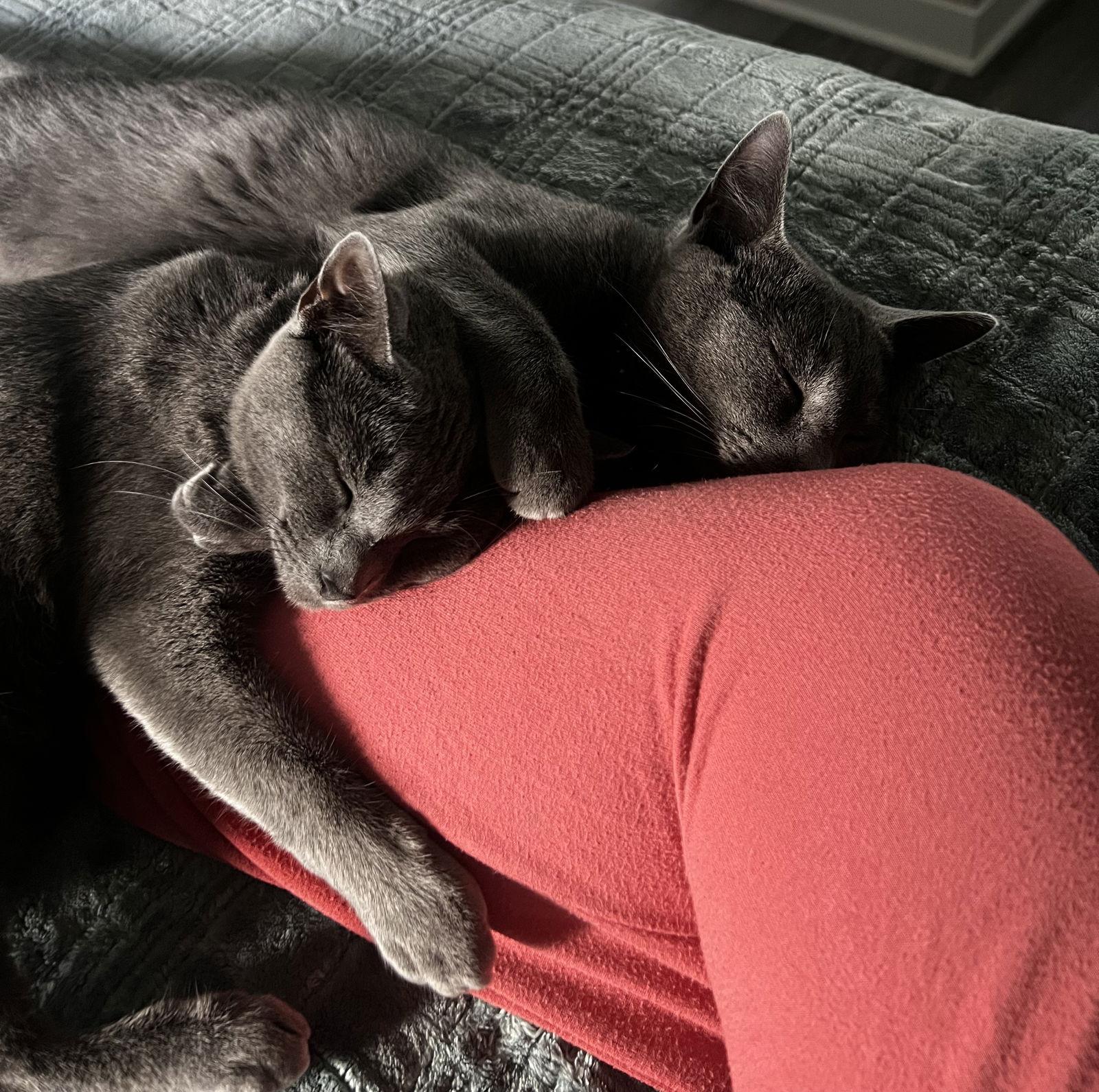 Pancake, Adoptable, Kitten Female Domestic Short Hair.