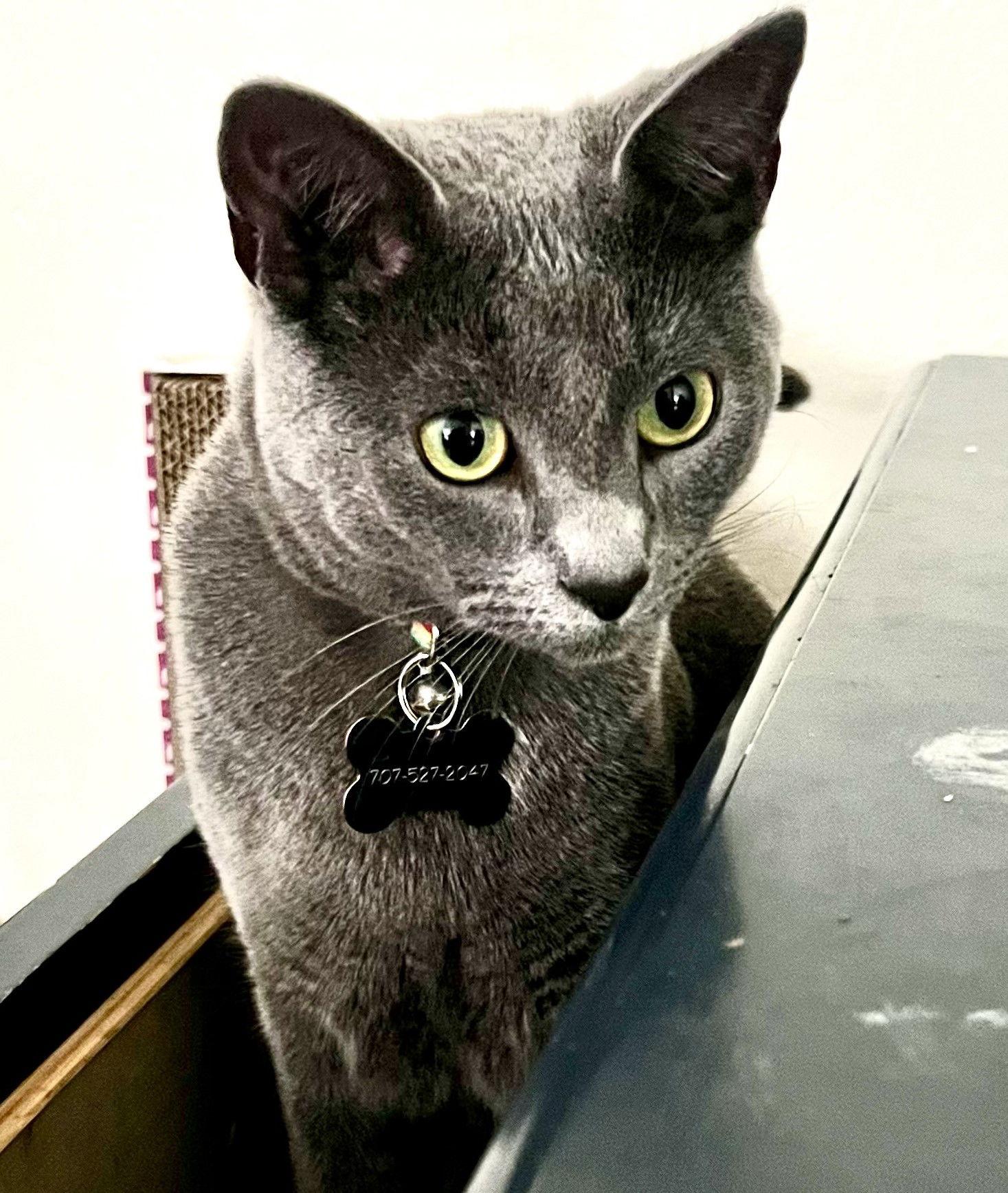 Pancake, a Adoptable Domestic Short Hair in San Jose, CA image 3/3