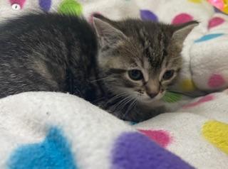 Sylveon, Adoptable, Young Female Tabby.