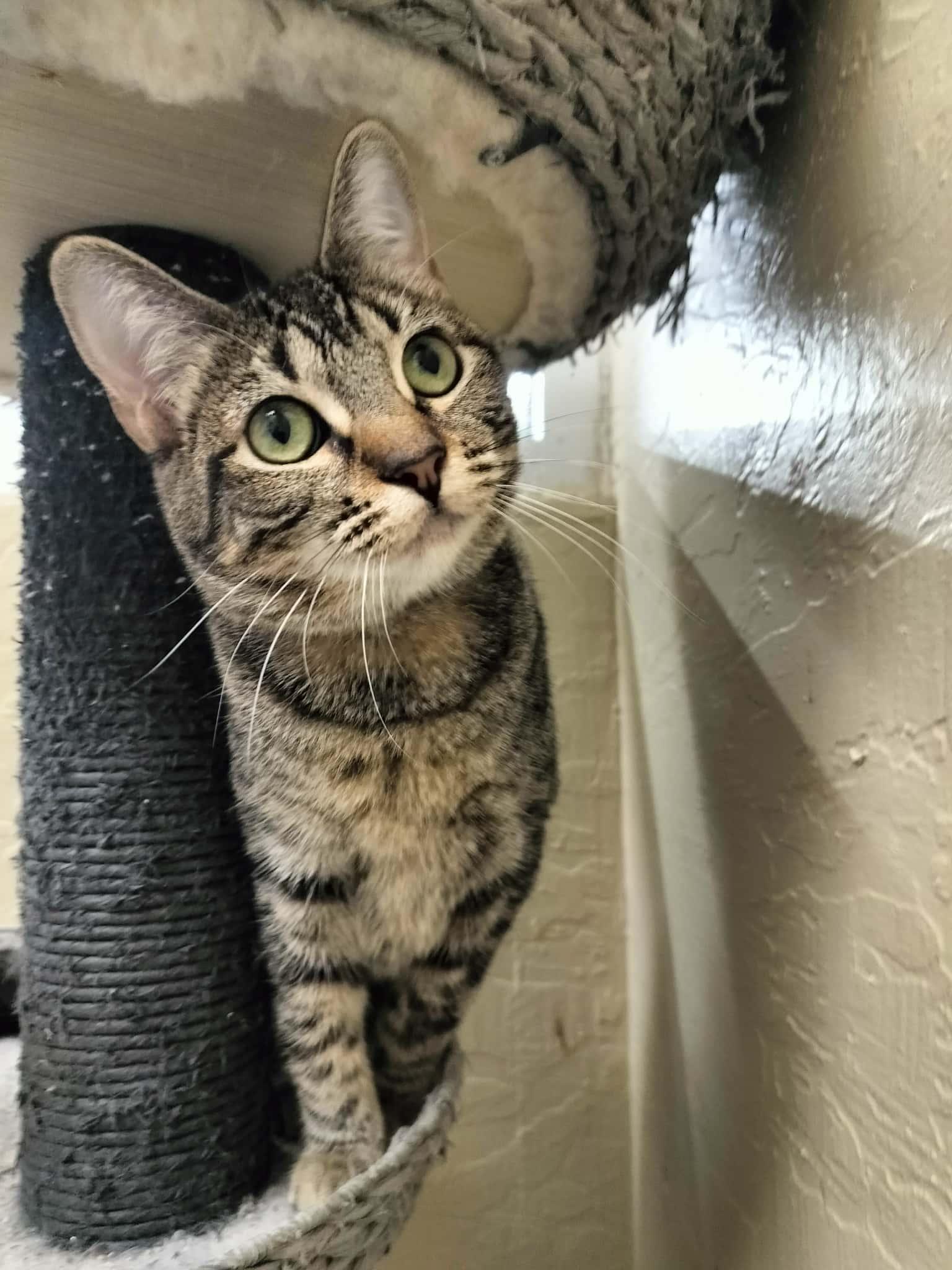 Sylveon, Adoptable, Young Female Tabby.