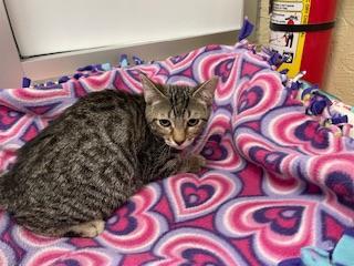 Enlarge Sylveon, a Adoptable Tabby in Parlier, CA image 2/6