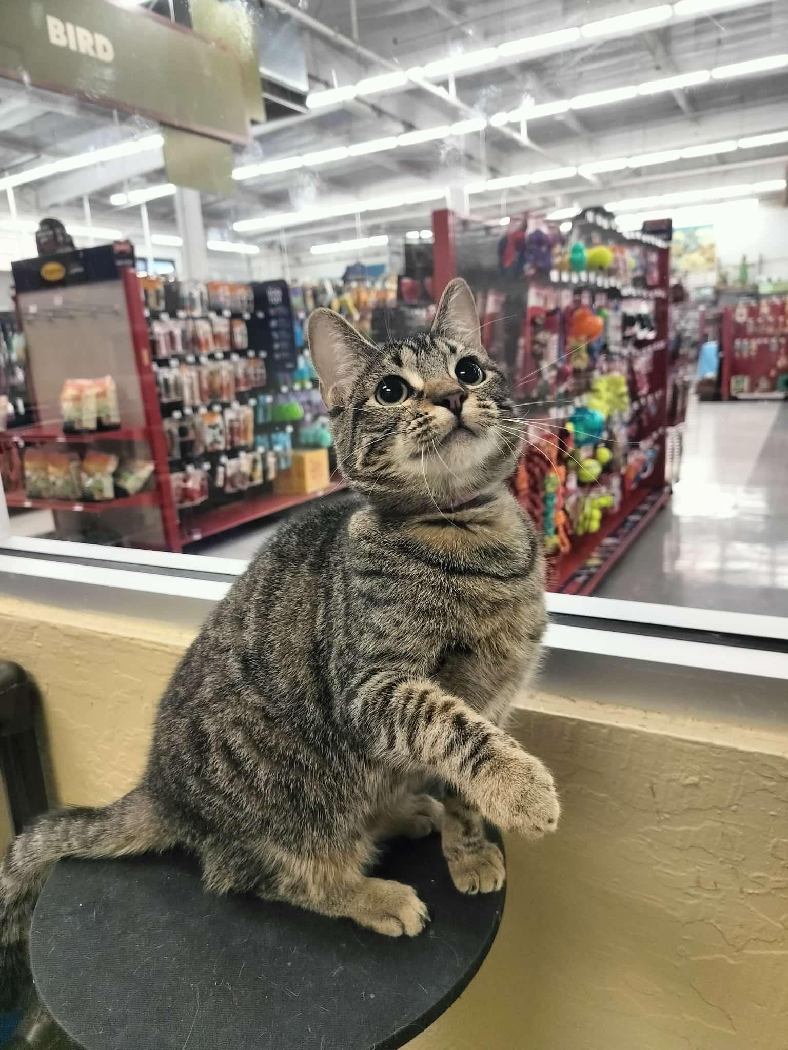 Sylveon — thumbnail 3