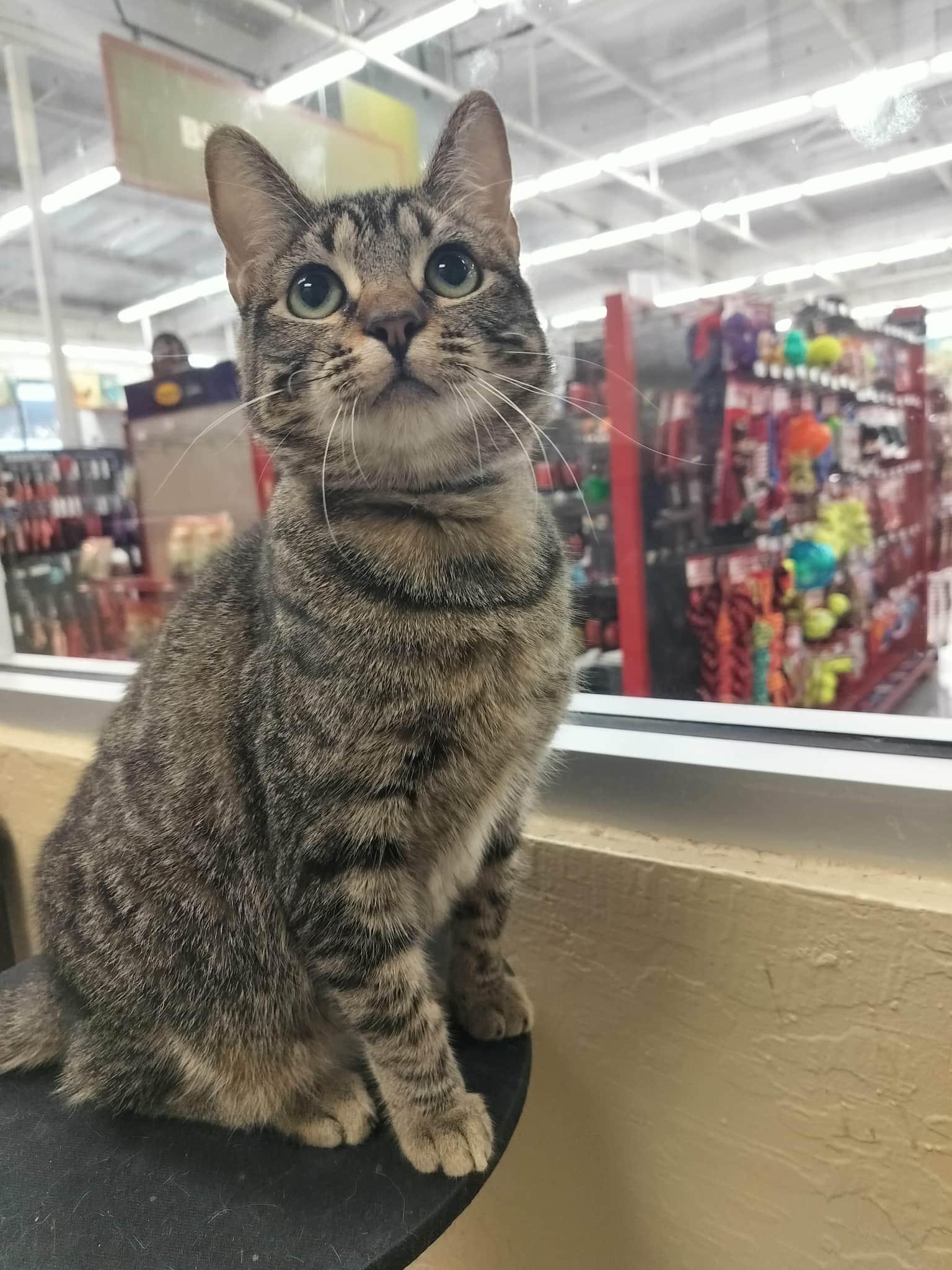 Enlarge Sylveon, a Adoptable Tabby in Parlier, CA image 6/6