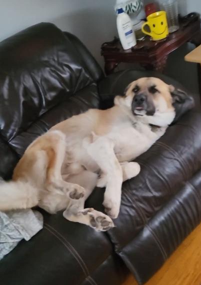 Enlarge Bernie (65 lbs), a Adoptable Anatolian Shepherd in Mississauga, ON image 6/6