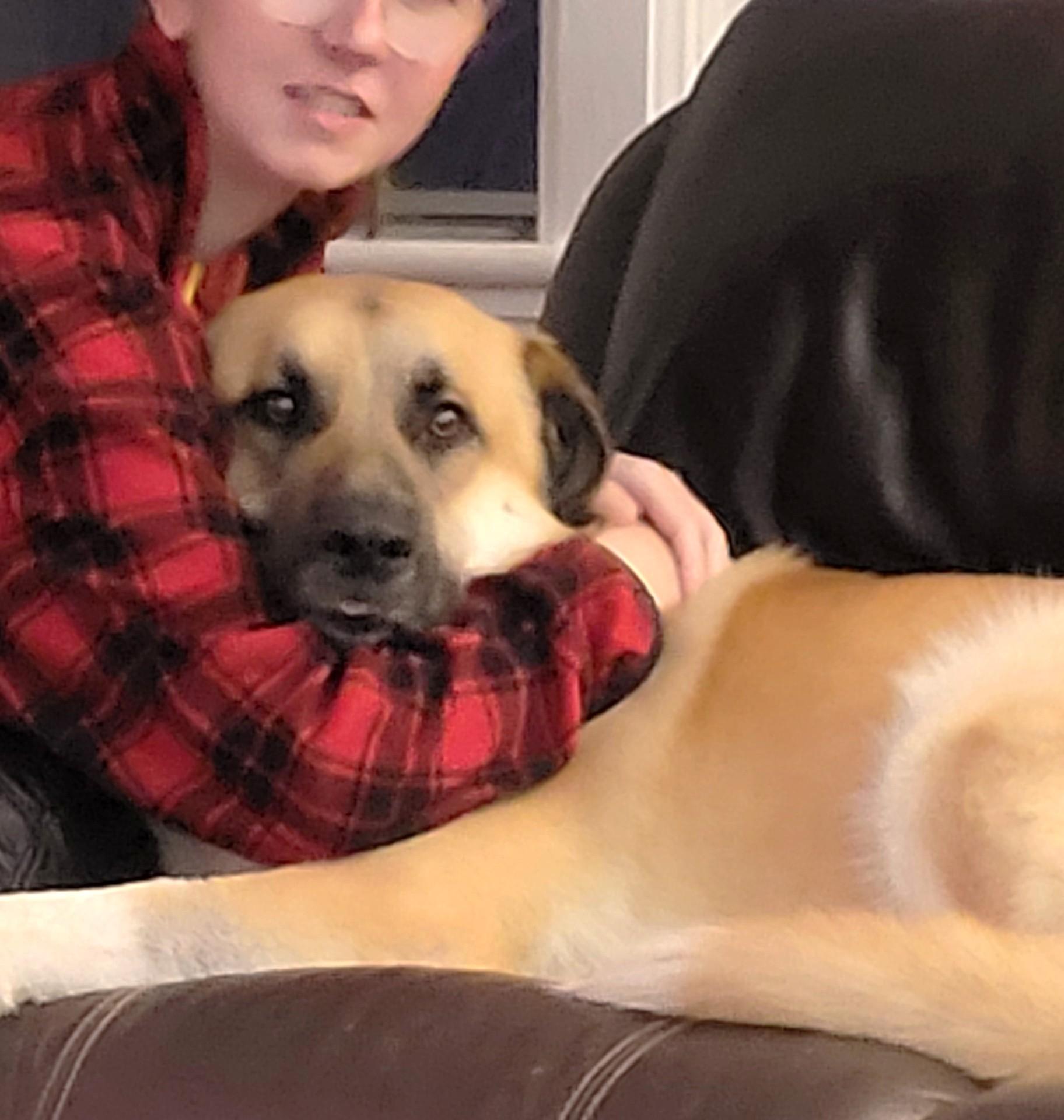 Enlarge Bernie (65 lbs), a Adoptable Anatolian Shepherd in Mississauga, ON image 5/6