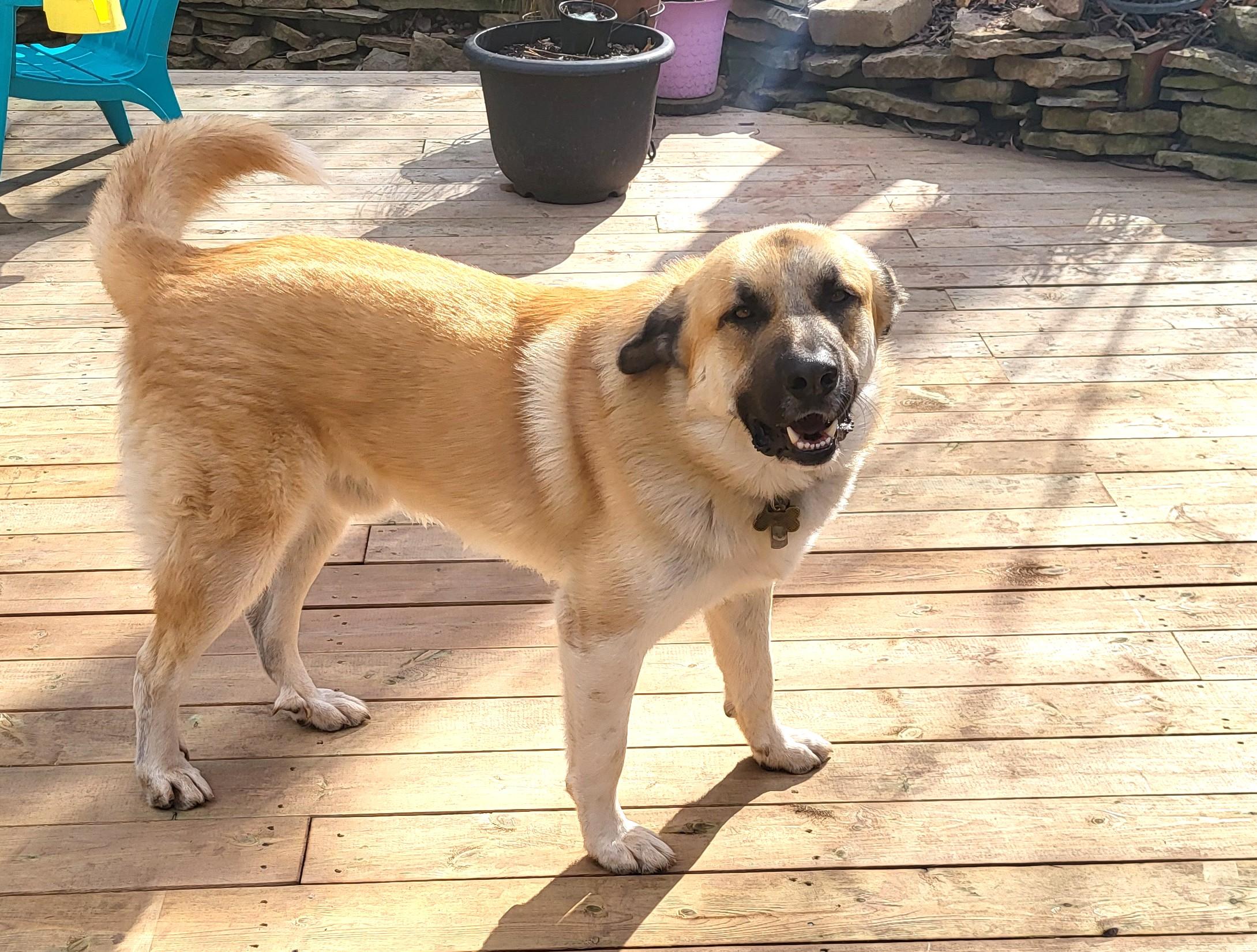 Enlarge Bernie (65 lbs), a Adoptable Anatolian Shepherd in Mississauga, ON image 2/6