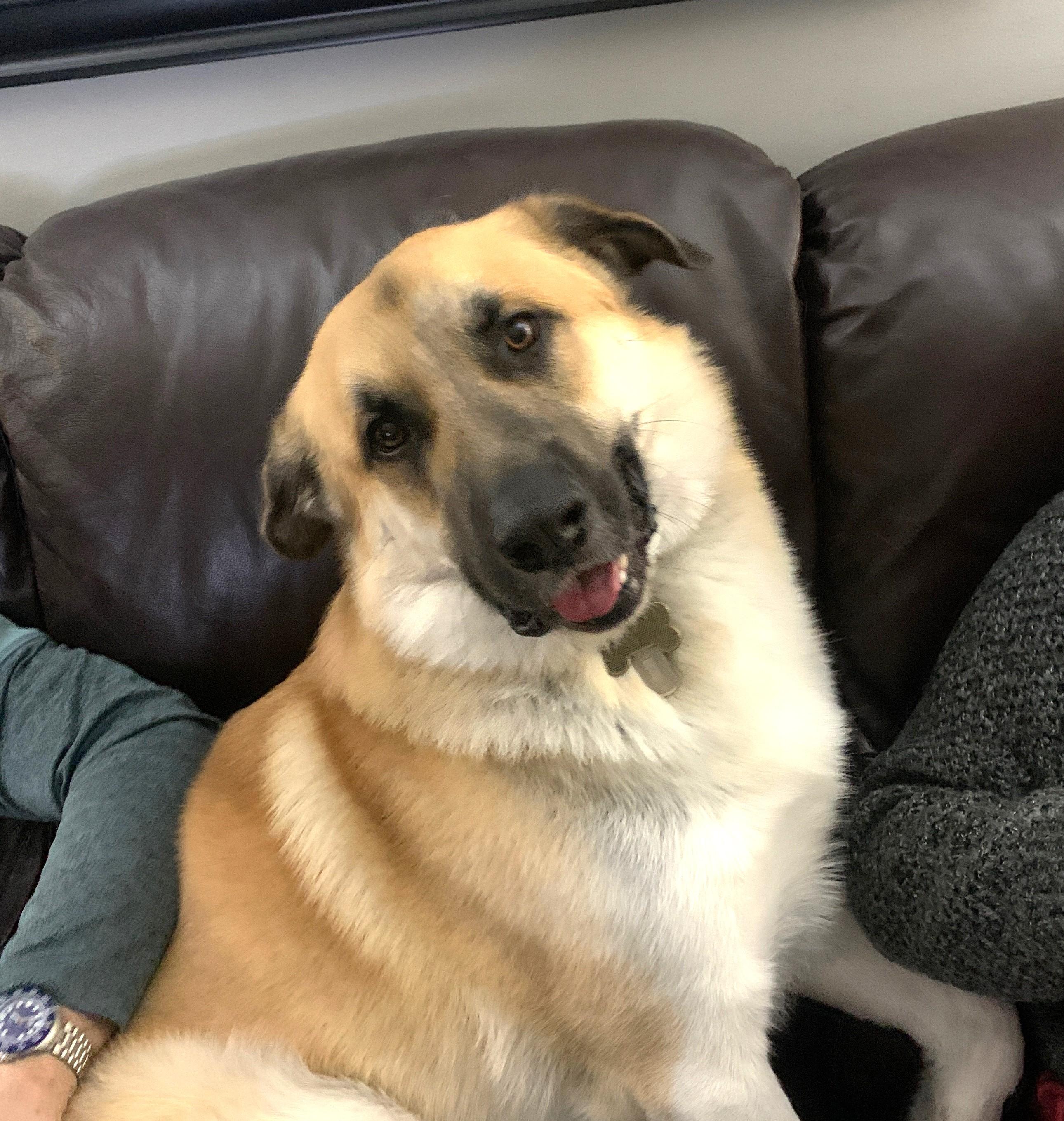 Enlarge Bernie (65 lbs), a Adoptable Anatolian Shepherd in Mississauga, ON image 1/6