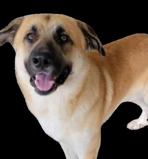 Enlarge Bernie (65 lbs), a Adoptable Anatolian Shepherd in Mississauga, ON image 4/6