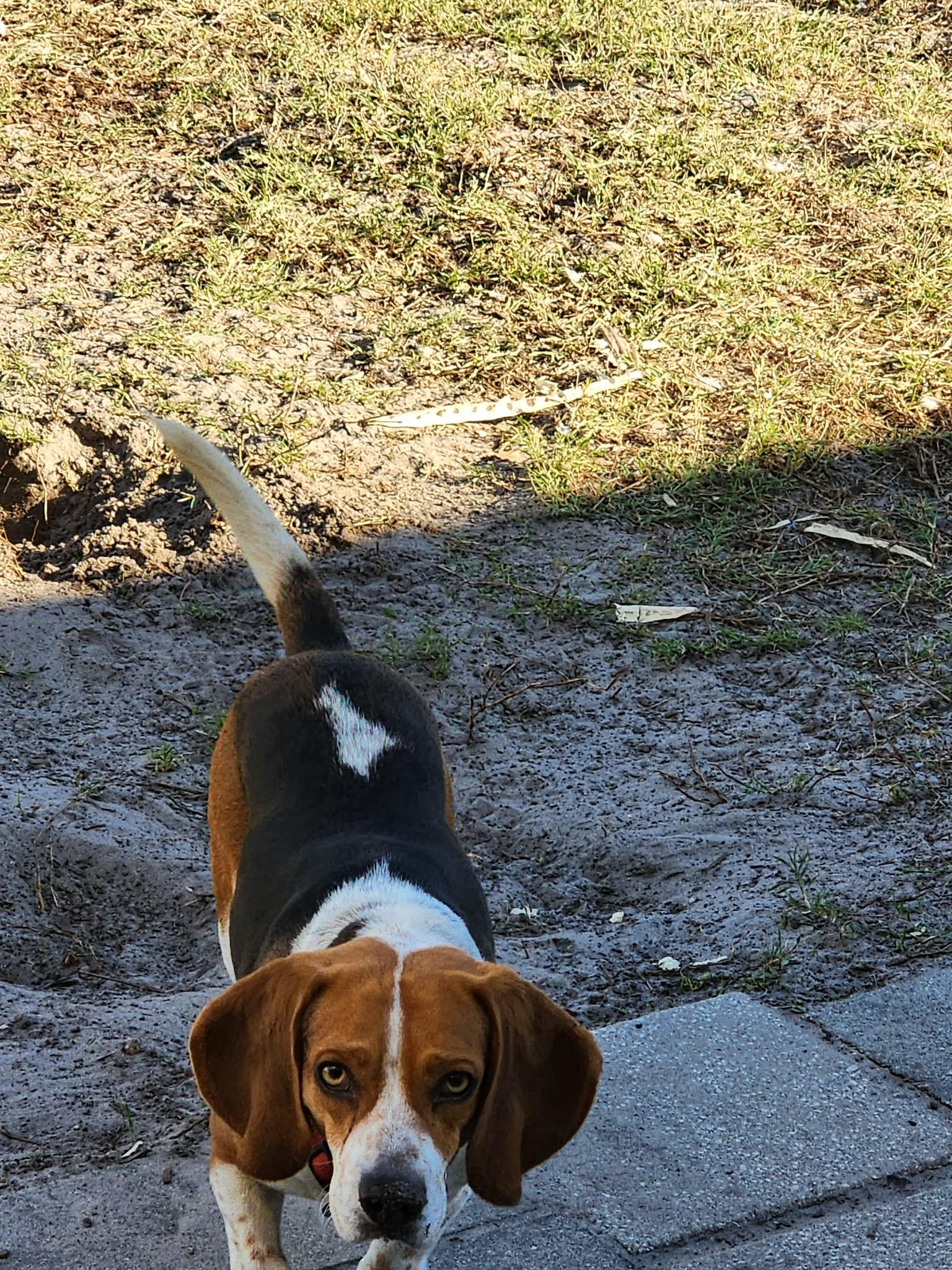 Chipmunk, a Adoptable Beagle in Tampa, FL image 3/3