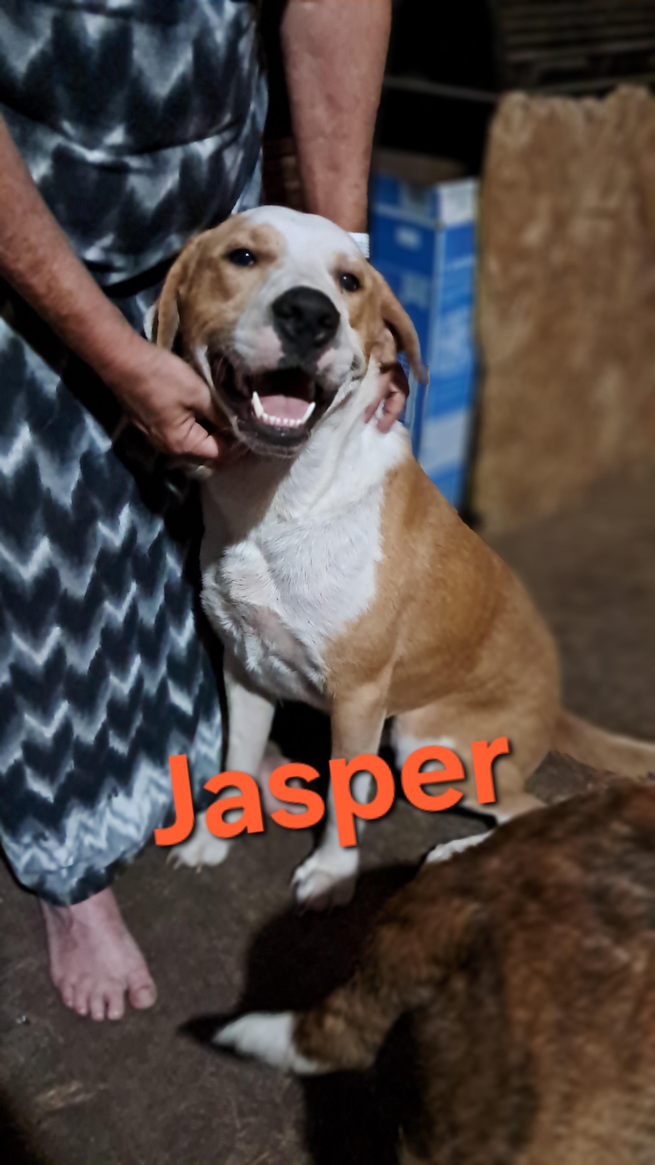 Jasper, adopted, Young Male Mixed Breed & Golden Retriever.