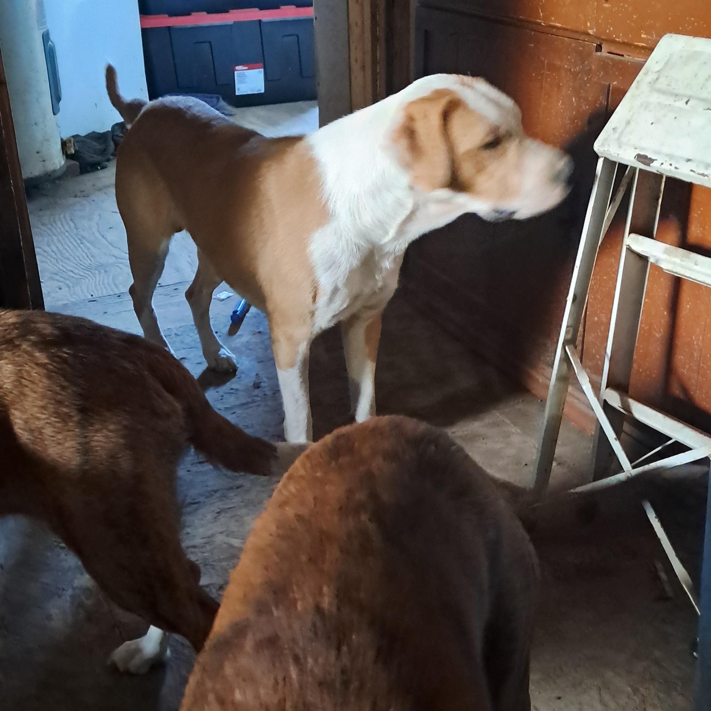 Enlarge Jasper, an adopted mixed breed in Fremont, OH image 2/5