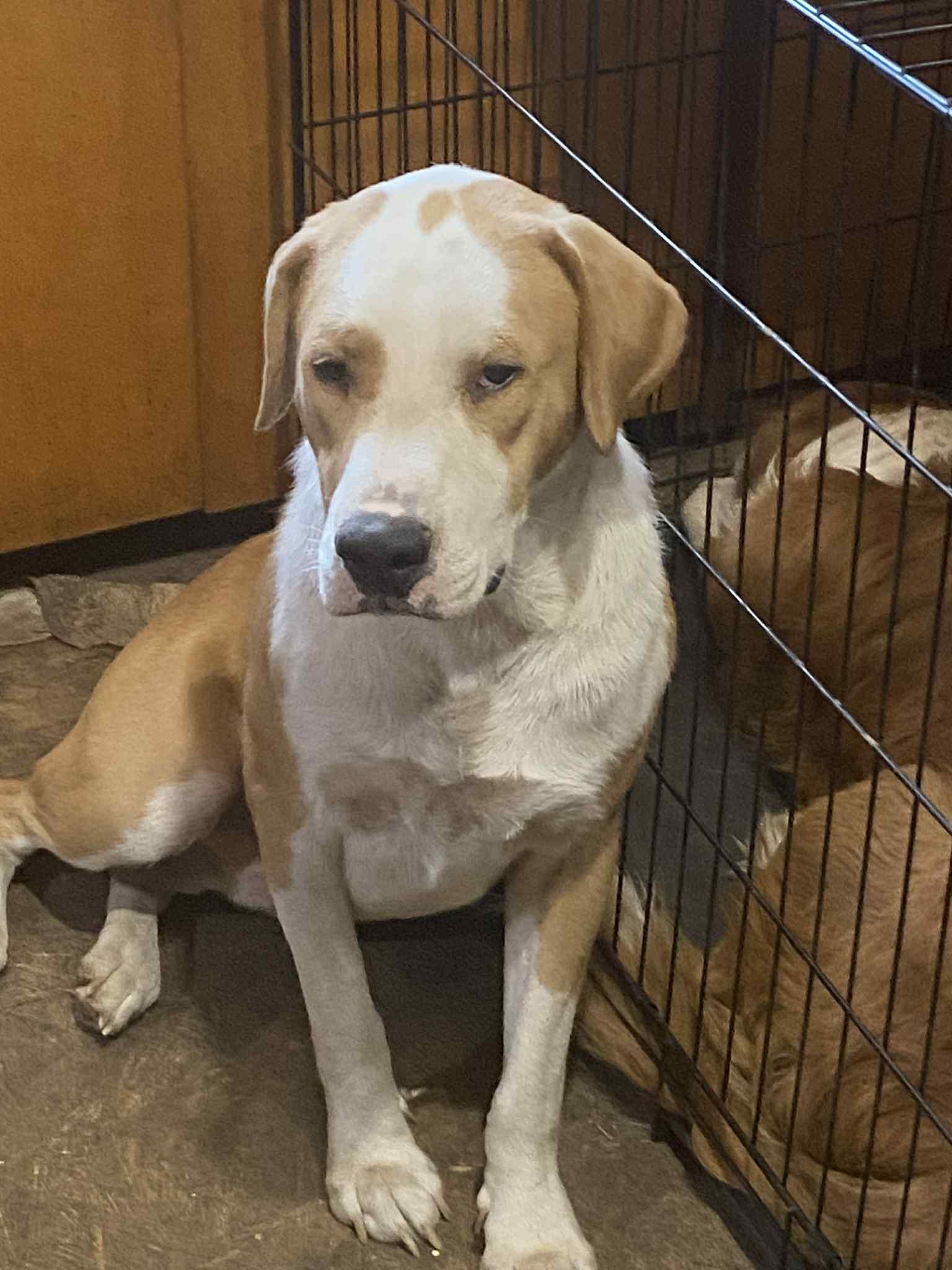 Enlarge Jasper, an adopted mixed breed in Fremont, OH image 3/5