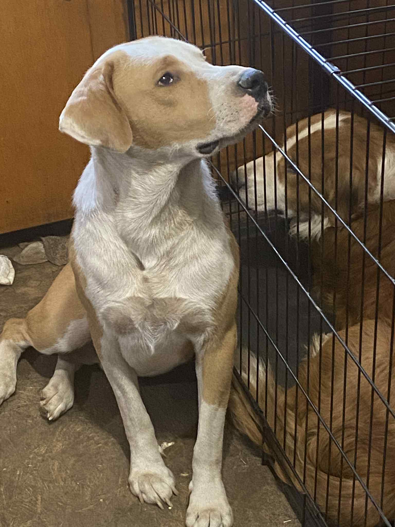 Enlarge Jasper, an adopted mixed breed in Fremont, OH image 4/5