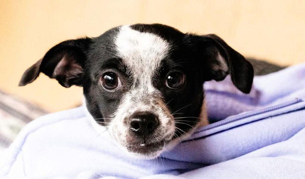EmmyLynn, Adoptable, Young Female Chihuahua & Terrier.