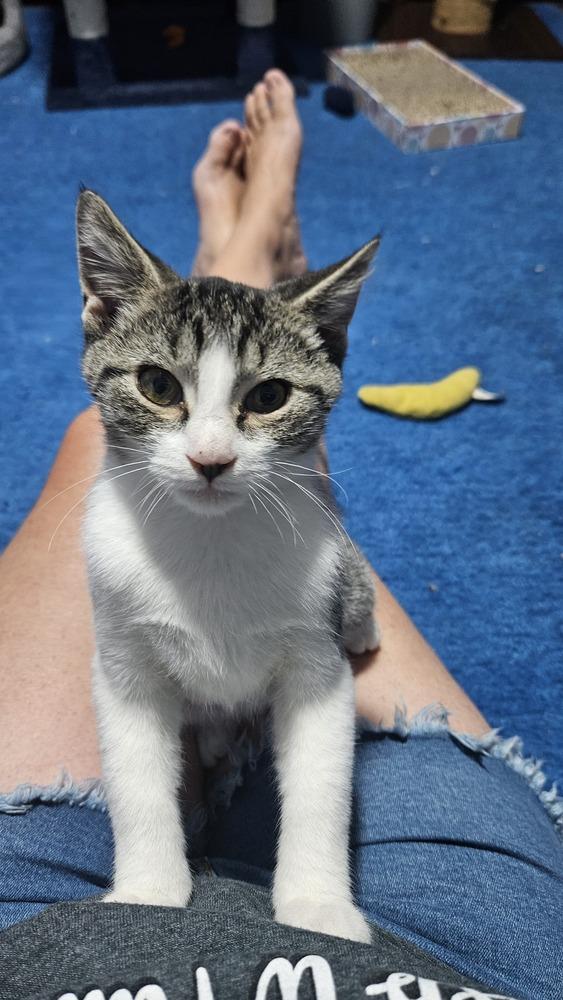 Ferguson, Adoptable, Kitten Male Domestic Short Hair.