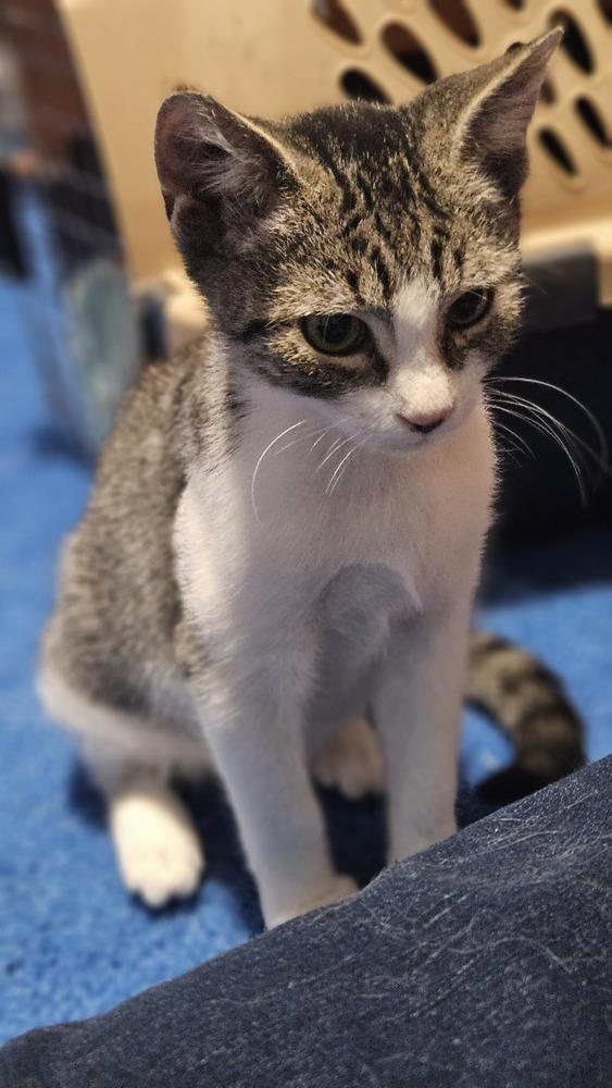 Ferguson, a Adoptable mixed breed in Olyphant, PA image 2/5