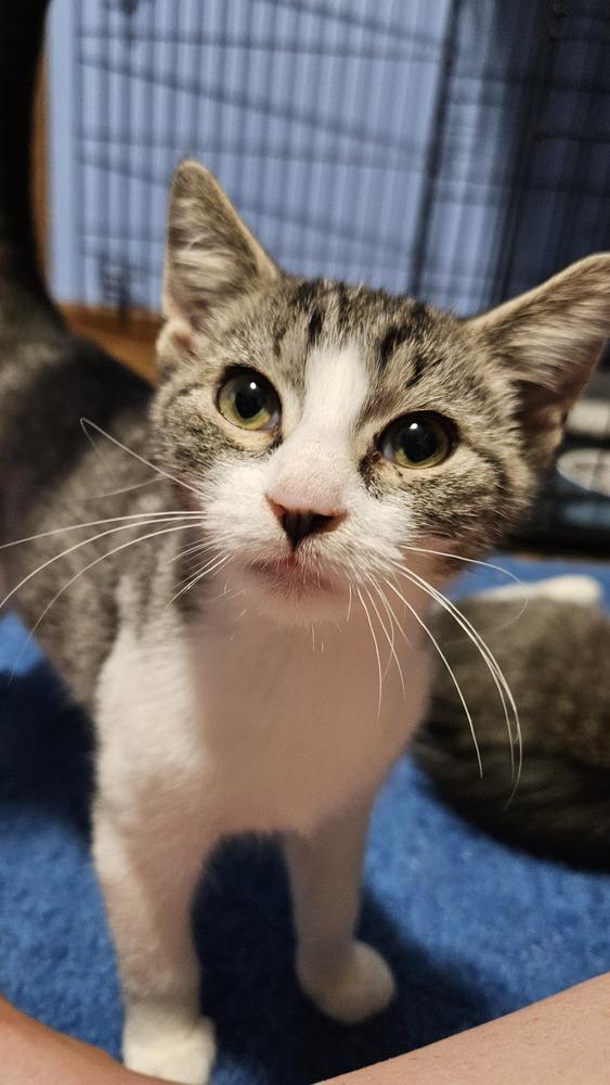 Ferguson, a Adoptable mixed breed in Olyphant, PA image 4/5