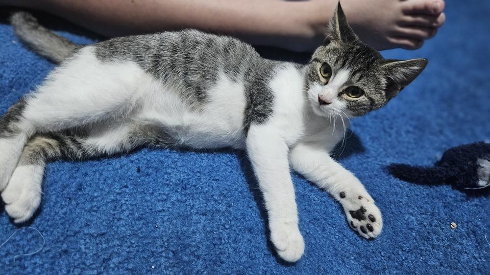 Ferguson, a Adoptable mixed breed in Olyphant, PA image 5/5