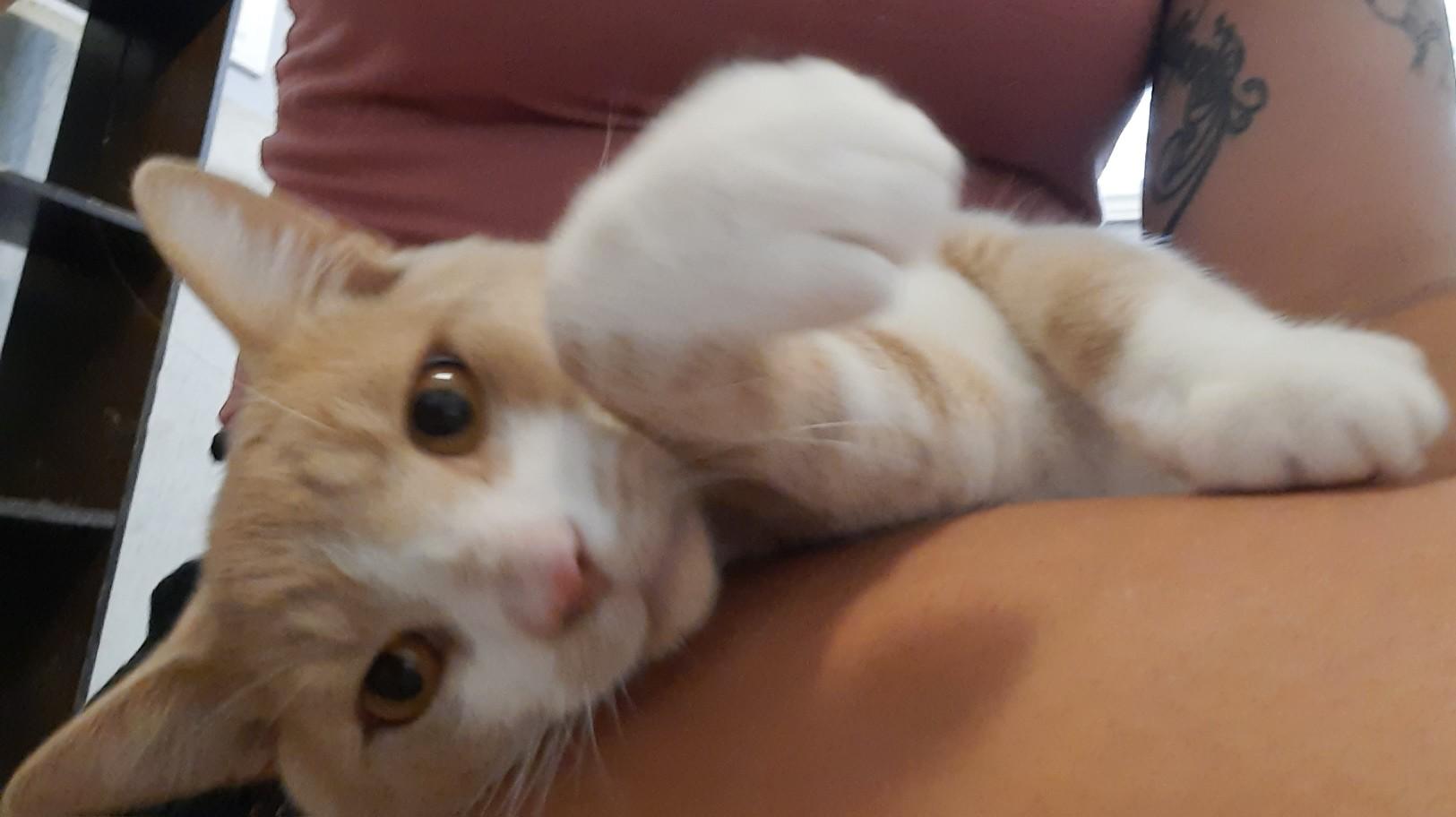 Teddy, so friendly, Adopted, Young Male Domestic Short Hair.