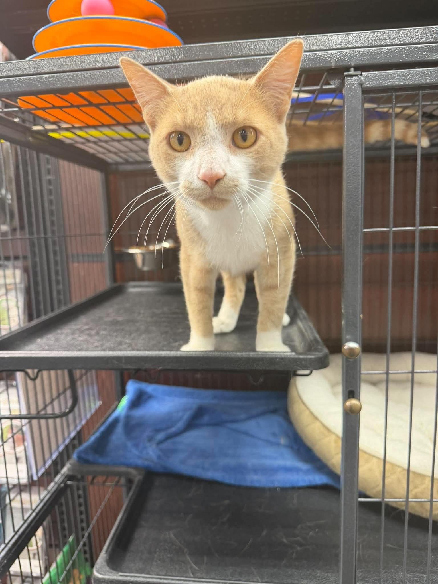 Enlarge Teddy, so friendly, a Adopted Domestic Short Hair in Lucknow, ON image 3/3
