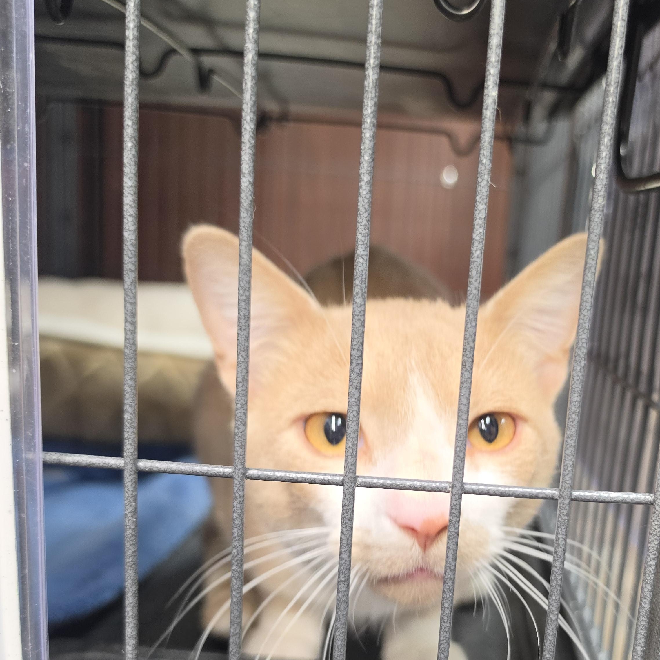 Enlarge Teddy, so friendly, a Adopted Domestic Short Hair in Lucknow, ON image 2/3