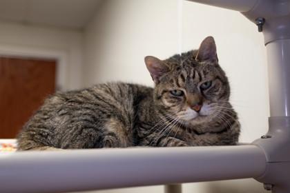 Davey — thumbnail 2