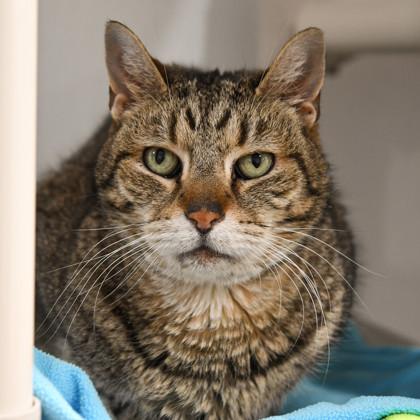 Davey — thumbnail 3